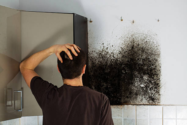 San Gabriel, CA Mold Inspection, Removal & Remediation Company